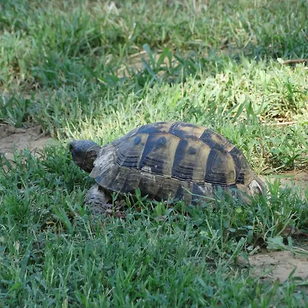 Karpetis A Paradise شقة *