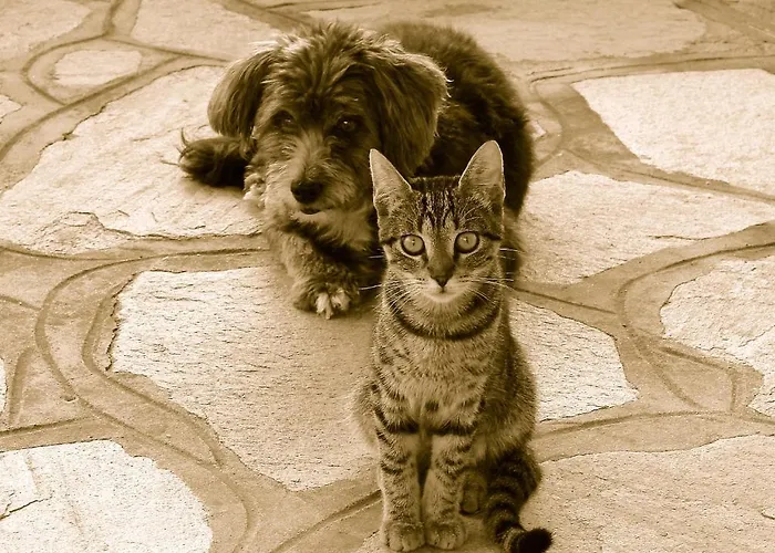 Karpetis A Paradise Appartamento Psakoudia