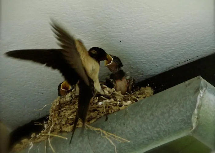 Appartamento Karpetis A Paradise Psakoudia