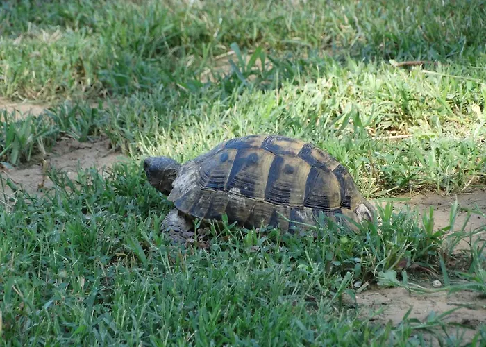 Karpetis A Paradise Appartamento *