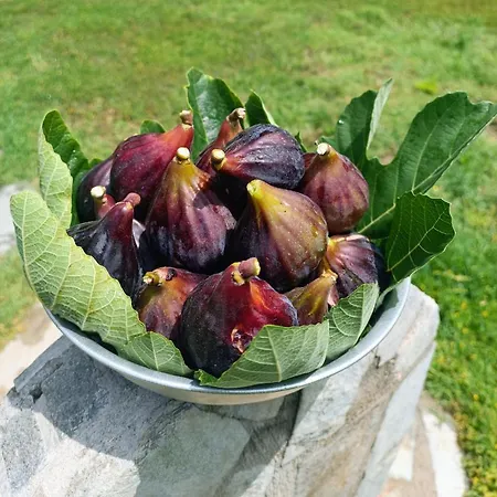 Karpetis A Paradise Daire Psakoudia