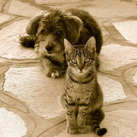 Karpetis A Paradise Daire Psakoudia