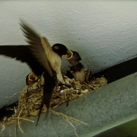 Daire Karpetis A Paradise Psakoudia